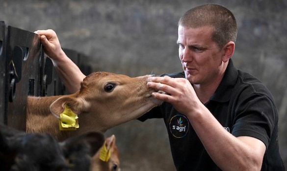Gareth Owen checking Jersey calves